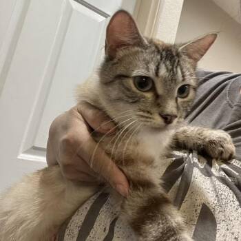 Coco -  Siamese Cat for Adoption in Henderson, Nevada - Coco | PetCurious