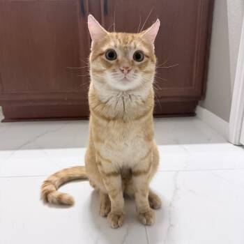 Domestic Short Hair Cats Available for Adoption - Marino | PetCurious