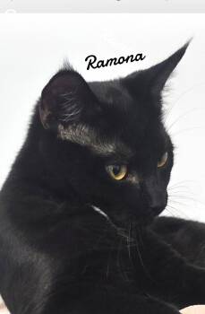 Ramona -  Domestic Short Hair Cat for Adoption in Naugatuck, Connecticut - Ramona | PetCurious