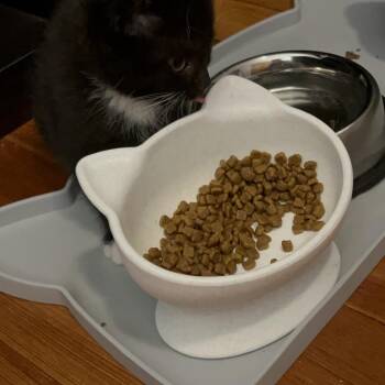Domestic Short Hair Cats Available for Adoption in North Branford, Connecticut - 26-137 Poppy | PetCurious