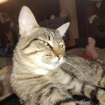 American Shorthair Cats Available for Adoption - Val | PetCurious