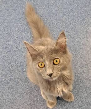 Rescue Domestic Medium Hair Cats for Adoption in Shelbyville, Kentucky - Mila | PetCurious