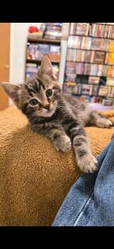 Domestic Short Hair Cats Available for Adoption - Scoobert | PetCurious