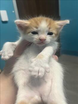 A656223 -  Domestic Short Hair Cat for Adoption in Houston, Texas - A656223 | PetCurious