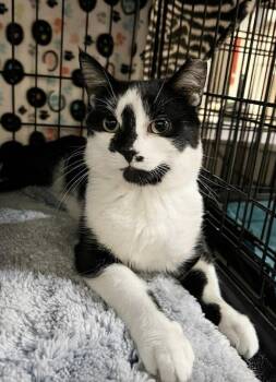 Peter -  Domestic Short Hair Cat for Adoption in Blasdell, New York - Peter | PetCurious