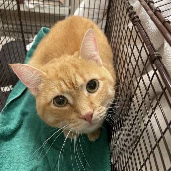 Sunny -  Domestic Short Hair Cat for Adoption in Chicago, Illinois - Sunny | PetCurious
