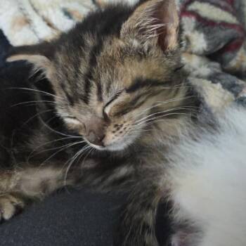 Bowzer -  Domestic Short Hair Cat for Adoption in Bel Air, Maryland - Bowzer | PetCurious