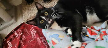 Rescue Domestic Short Hair Cats for Adoption in Mission Viejo, California - Prim | PetCurious