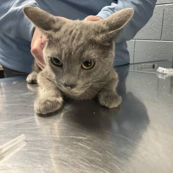 Domestic Short Hair Cats Available for Adoption - Knox | PetCurious