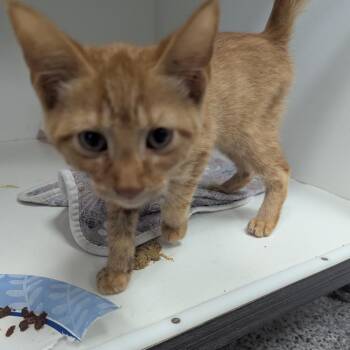 Johnny -  Domestic Short Hair Cat for Adoption in Jeffersonville, Indiana - Johnny | PetCurious