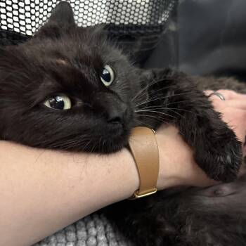Domestic Long Hair Cats Available for Adoption in Fredericksburg, Virginia - Pear | PetCurious