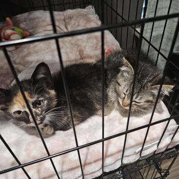 Stella and Mavis -  Domestic Short Hair Cat for Adoption in Pottsboro, Texas - Stella And Mavis | PetCurious