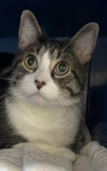 Larry -  Domestic Short Hair Cat for Adoption in Sault Ste. Marie, Michigan - Larry | PetCurious