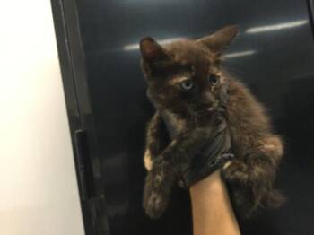 Domestic Short Hair Cats Available for Adoption in Thousand Palms, California - A1917900 | PetCurious