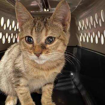 Rescue Domestic Short Hair Cats for Adoption in League City, Texas - Mia Mae | PetCurious