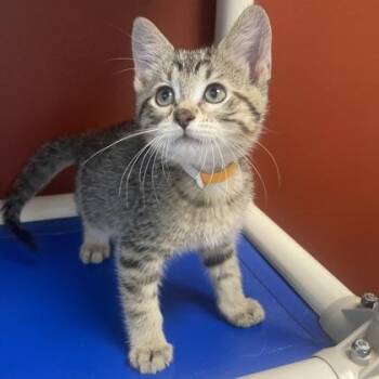 Frank -  Domestic Short Hair Cat for Adoption in Janesville, Wisconsin - Frank | PetCurious