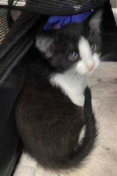 THEO -  Domestic Short Hair Cat for Adoption in Dallas, Texas - THEO | PetCurious