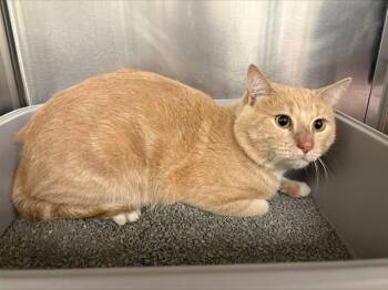 DONALD -  Domestic Short Hair Cat for Adoption in Minneapolis, Minnesota - DONALD | PetCurious