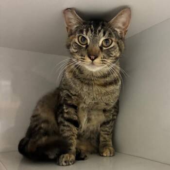 Domestic Short Hair Cats Available for Adoption in Redwood City, California - Valentina | PetCurious