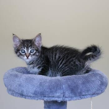 Canoli -  Domestic Short Hair Cat for Adoption in St. Ignace, Michigan - Canoli | PetCurious