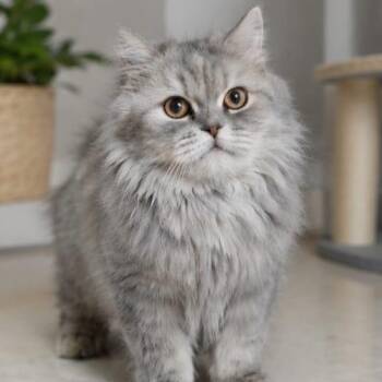 Maisie -  Siberian Cat for Adoption in Brampton, Ontario - Maisie | PetCurious