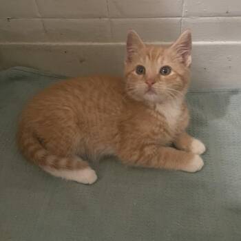 Rusty -  Domestic Short Hair Cat Available for Adoption in Troy, New York - Rusty | PetCurious