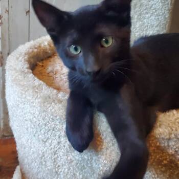 Batman -  Domestic Short Hair Cat for Adoption in Stockholm, Wisconsin - Batman | PetCurious