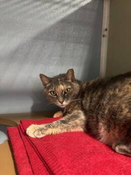 Domestic Short Hair Cats Available for Adoption - WOODLAND | PetCurious