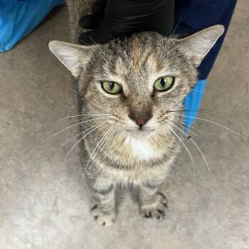 Dolly Parton -  Domestic Short Hair Cat for Adoption in York, Pennsylvania - Dolly Parton | PetCurious