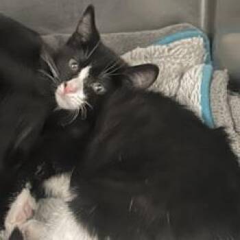 Penelope -  Domestic Short Hair and Mixed Breed Cat for Adoption in Newport, North Carolina - Penelope | PetCurious