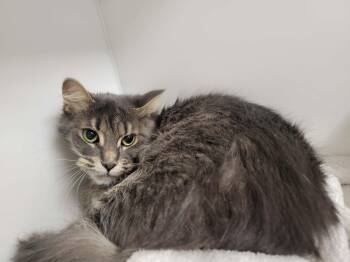 Domestic Medium Hair Cats Available for Adoption in Delson, Quebec - LIA | PetCurious