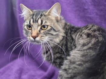 Domestic Medium Hair Cats Available for Adoption in Portland, Oregon - Cuddlez | PetCurious