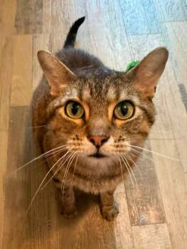 Oakley -  Domestic Short Hair Cat for Adoption in Sioux City, Iowa - Oakley | PetCurious