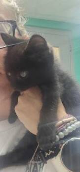 Missy -  Domestic Short Hair Cat for Adoption in Paducah, Kentucky - Missy | PetCurious