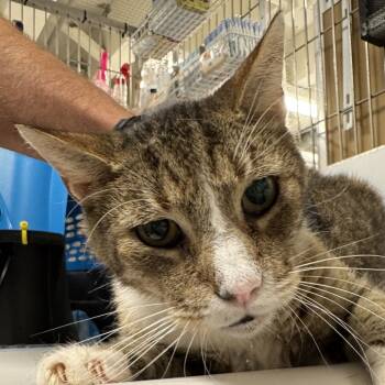 Rescue Domestic Short Hair Cats for Adoption in New York, New York - Mac | PetCurious