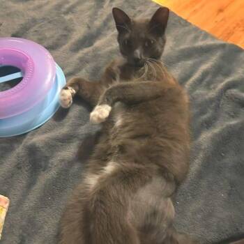 Baby G -  Domestic Short Hair Cat Available for Adoption in Folsom, Louisiana - Baby G | PetCurious