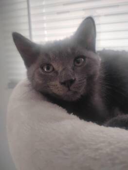 Skipper -  Domestic Short Hair Cat for Adoption in Rootstown, Ohio - Skipper | PetCurious