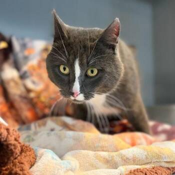 Domestic Short Hair Cats Available for Adoption in Driggs, Idaho - Earl Grey | PetCurious