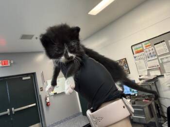 A1926316 -  Domestic Short Hair Cat for Adoption in Thousand Palms, California - A1926316 | PetCurious