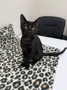 Govy -  Domestic Short Hair Cat for Adoption in Hartville, Ohio - Govy | PetCurious