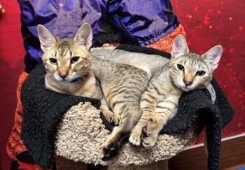 Domestic Short Hair Cats Available for Adoption in Fort Lauderdale, Florida - CHIP | PetCurious