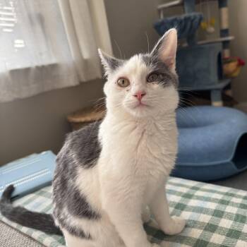 Domestic Short Hair Cats Available for Adoption in Philadelphia, Pennsylvania - Mookie  | PetCurious