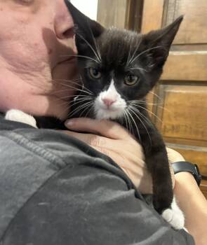 Winston Napa -  Tuxedo Cat for Adoption in Napa, California - Winston Napa | PetCurious