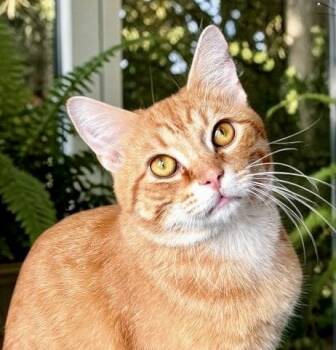 Mr. Nibs -  Domestic Short Hair Cat for Adoption in Perry, Iowa - Mr. Nibs | PetCurious