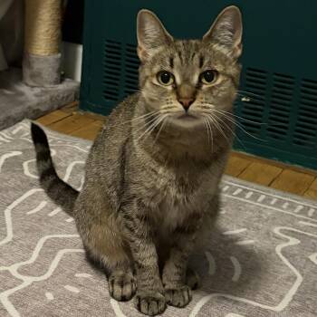 Wonderful Winnie -  American Shorthair Cat for Adoption in Stamford, Connecticut - Wonderful Winnie | PetCurious