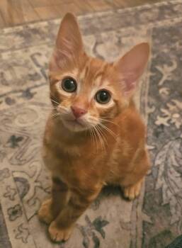 Tank -  Domestic Short Hair Cat for Adoption in Myrtle Beach, South Carolina - Tank | PetCurious
