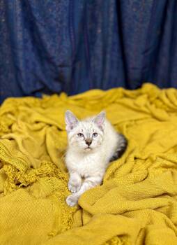 Bubbles -  Domestic Short Hair Cat for Adoption in Upper Sandusky, Ohio - Bubbles | PetCurious