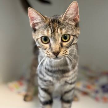 Rescue Domestic Short Hair Cats for Adoption in Tulsa, Oklahoma - Rori | PetCurious