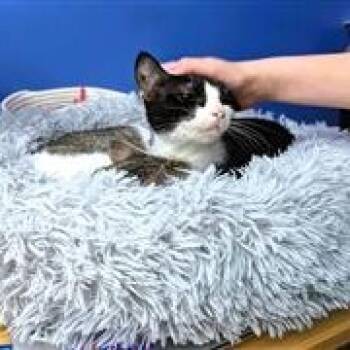 Rescue Domestic Short Hair Cats for Adoption in Fairfax, Virginia - Boo (bonded With Deja) | PetCurious