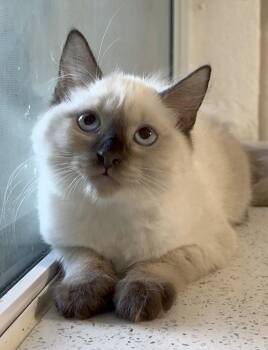 Angel and Aura -  Siamese Cat for Adoption in Miami, Florida - Angel And Aura | PetCurious